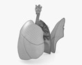 Lungs Cross Section 3D-Modell