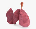 Lungs Cross Section 3d model