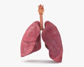 Lungs Cross Section 3D модель