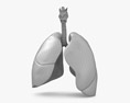 Lungs Cross Section Modèle 3d
