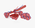 肺胞 3Dモデル