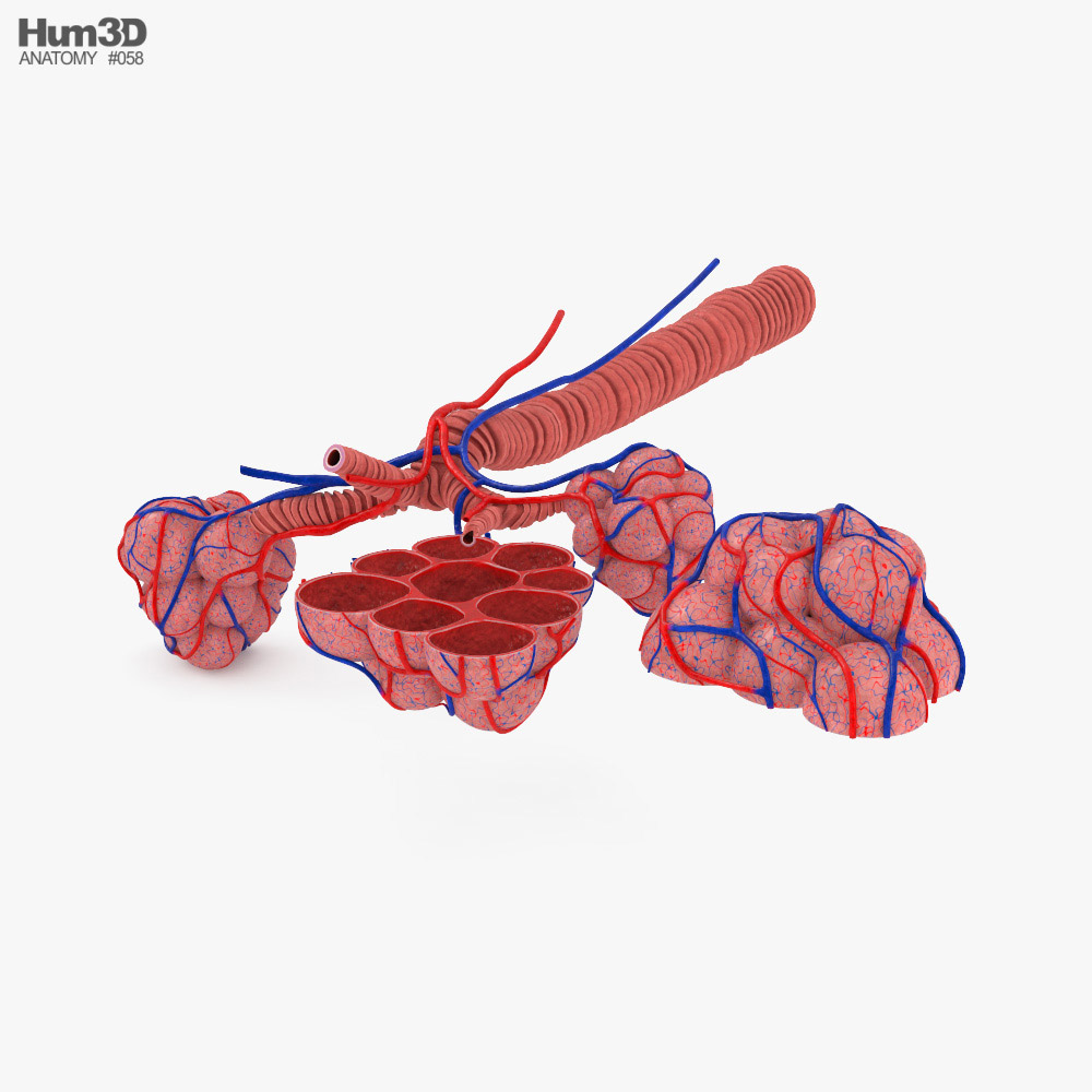 Alveolen 3D-Modell