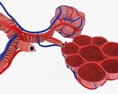 Alveoli Modello 3D
