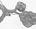 Alveoli Modello 3D