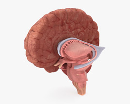 Human Brain Cross Section 3D model