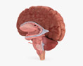 Human Brain Cross Section 3d model
