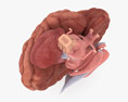 Human Brain Cross Section 3d model