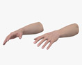 Женские руки 3D модель