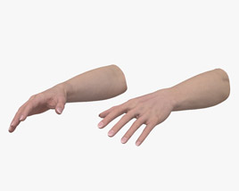 Female Hands 3D model