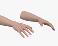 Mãos Femininas Modelo 3d
