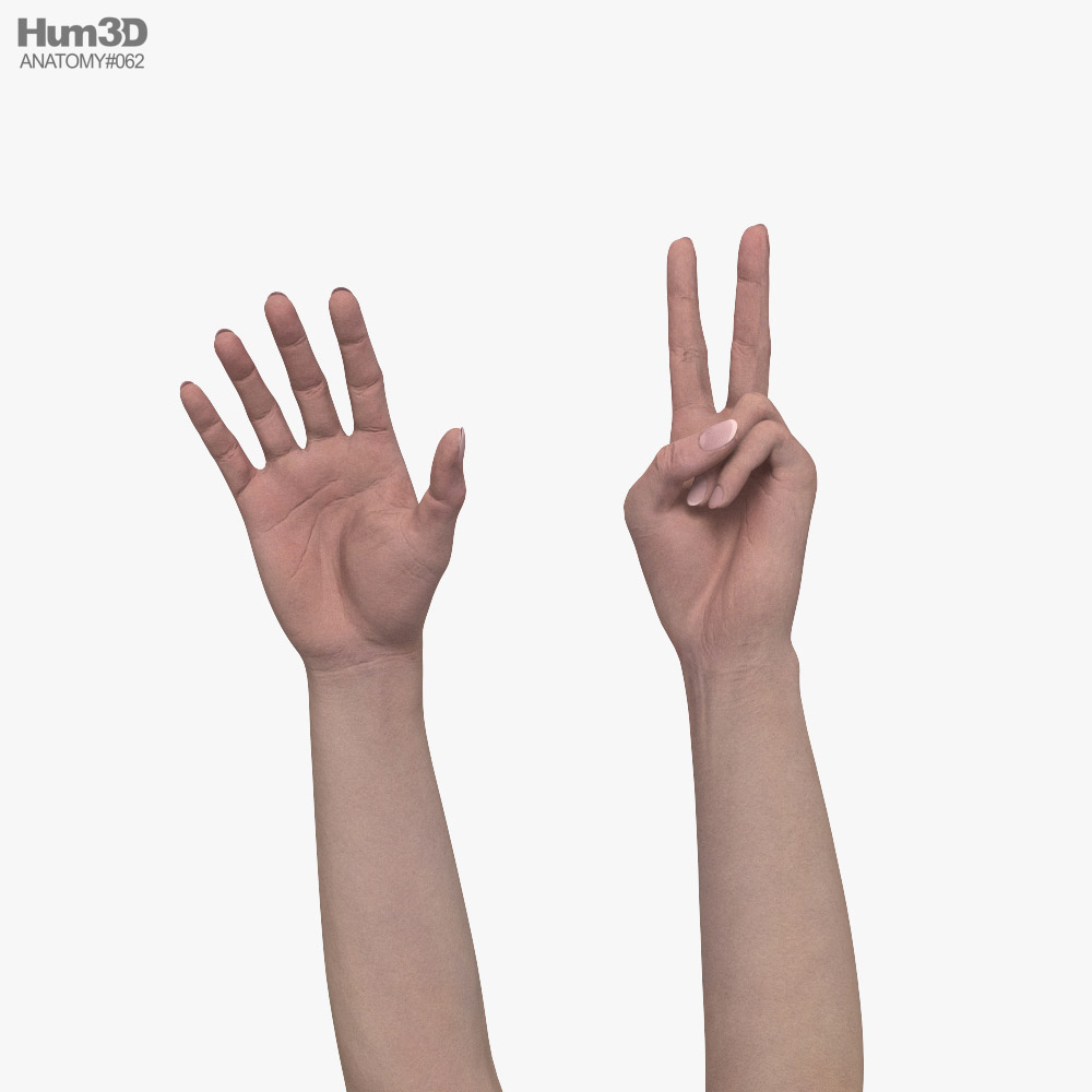 Female Hands Peace Gesture 3D model