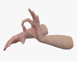 Female Hands Ok Sign 3Dモデル