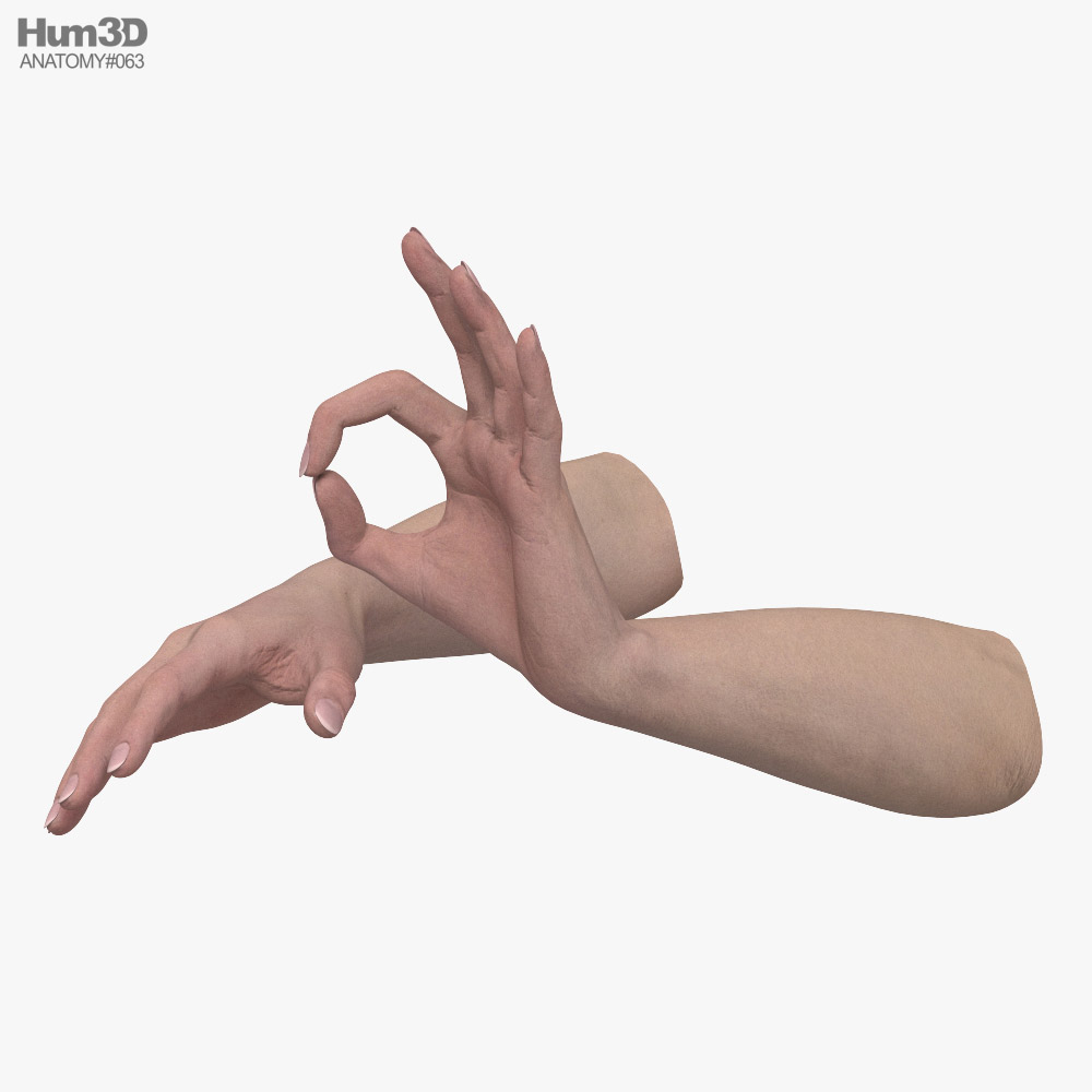 Female Hands Ok Sign 3D model