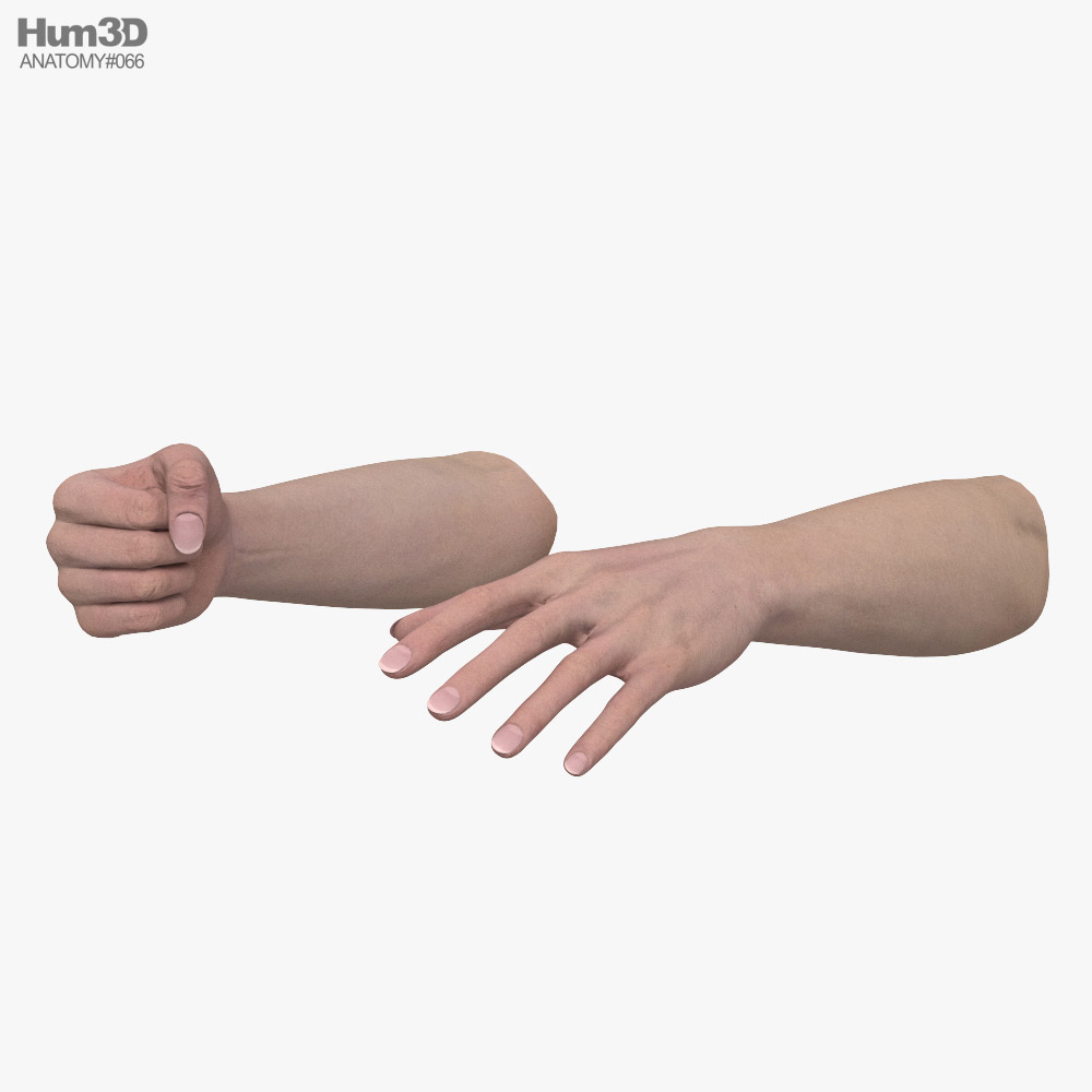 Female Hands Fist 3D model