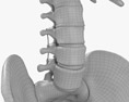 척추 고정 시스템 3D 모델 