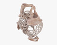 Sistema di fissazione spinale Modello 3D