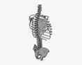 척추 고정 시스템 3D 모델 