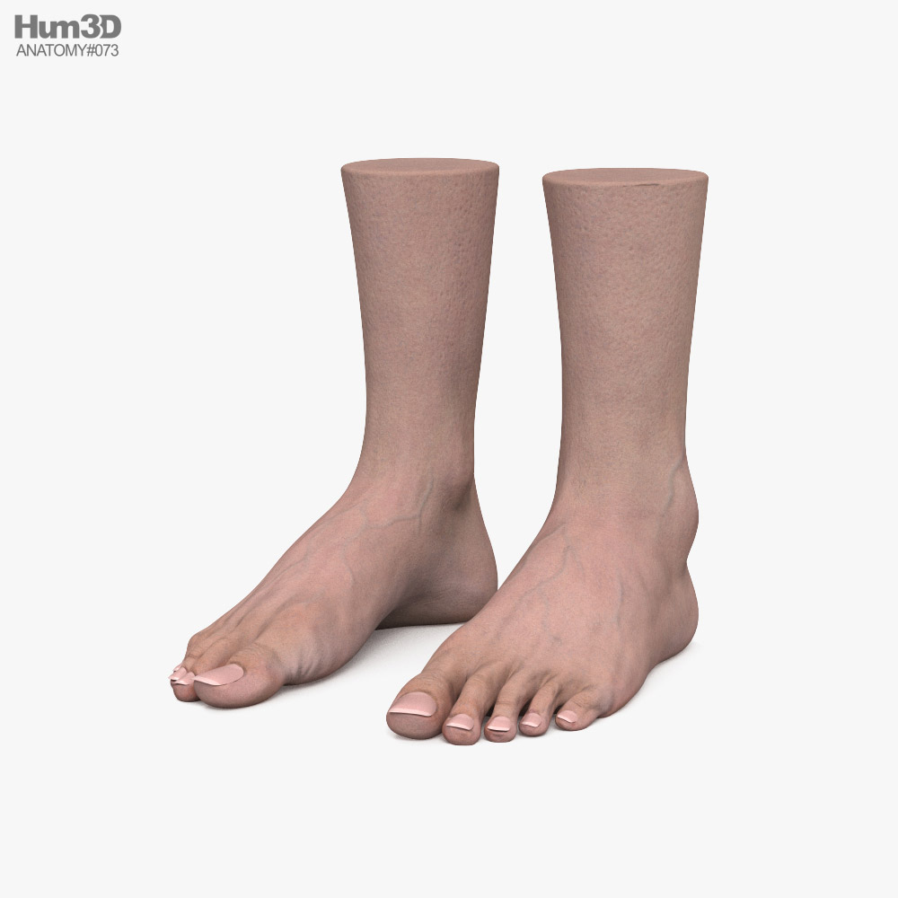 Female Foot 3D 모델 