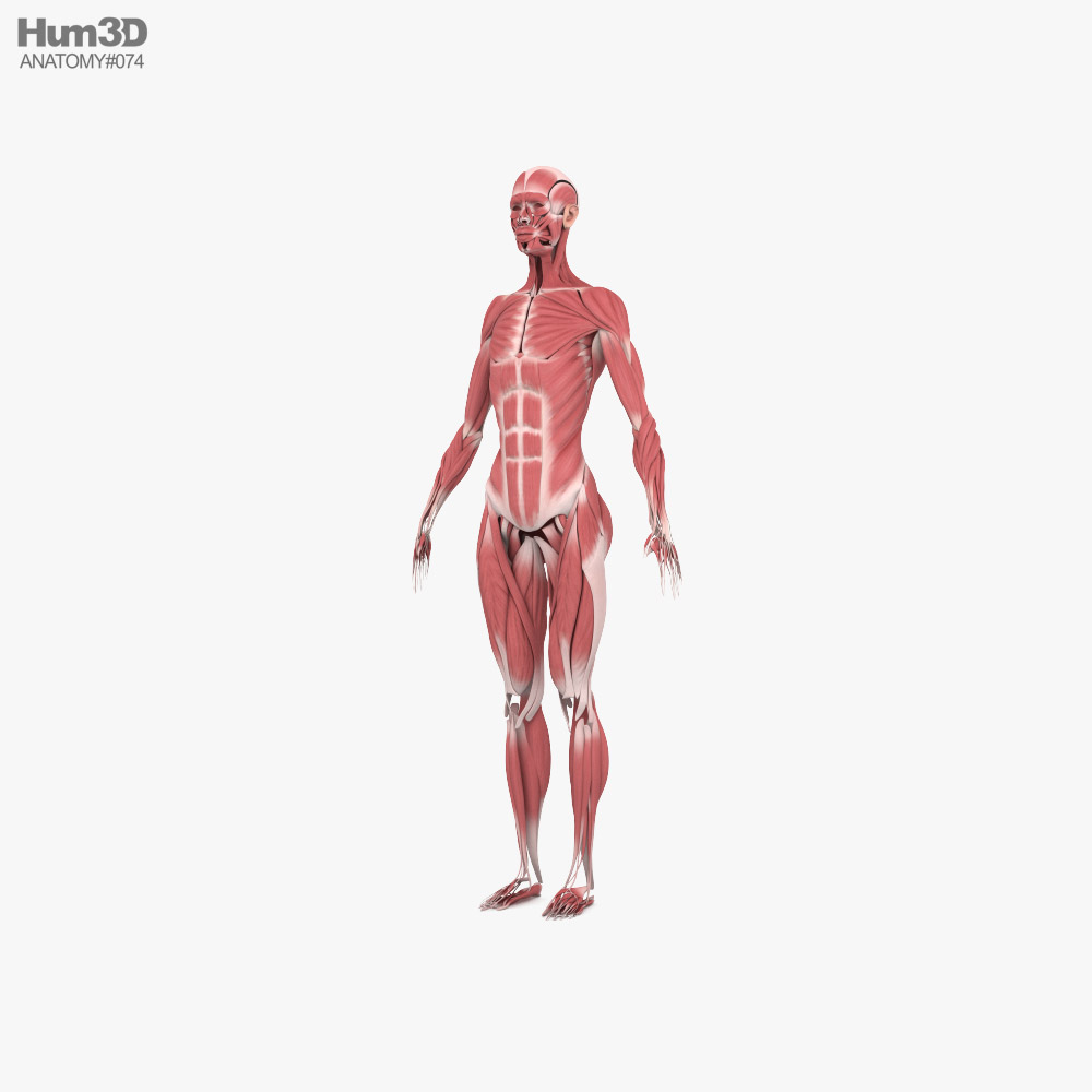 女性の筋肉系 3Dモデル