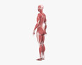 Sistema Muscular Femenino Modelo 3D