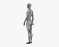 女性肌肉系统 3D模型