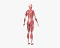 Système musculaire féminin Modèle 3d