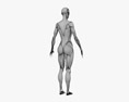 女性肌肉系统 3D模型
