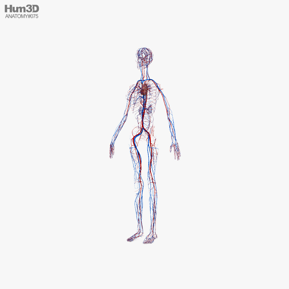 Sistema Circulatorio Femenino Modelo 3D