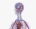 Sistema Circulatorio Femenino Modelo 3D