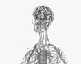 Female Circulatory System 3d model