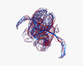 Жіноча Серцево-судинна система 3D модель