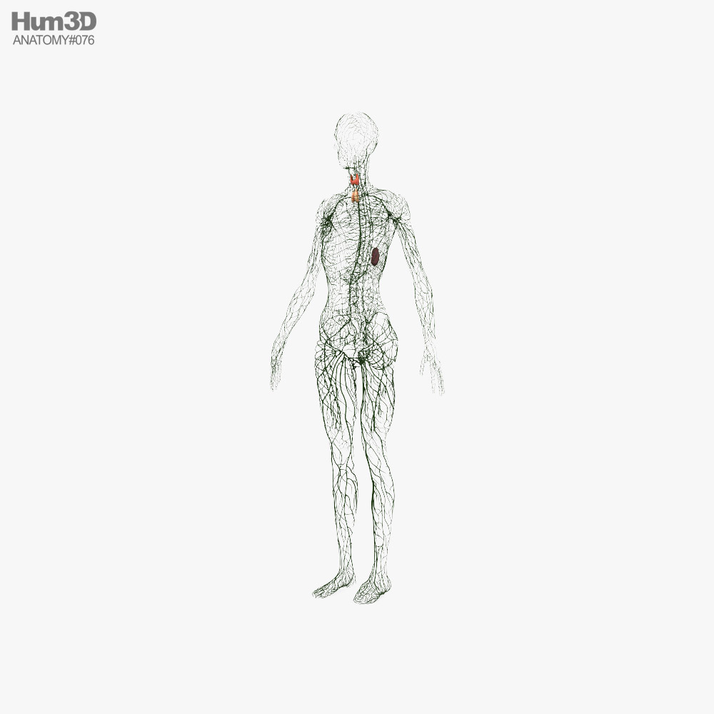 Женская лимфатическая система 3D модель