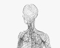 Женская лимфатическая система 3D модель