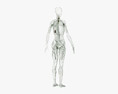 여성 림프계 3D 모델 