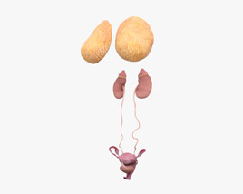 Female Urinary and Reproductive System 3D model