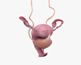 Sistema urinário e reprodutor feminino Modelo 3d