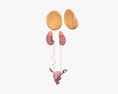 Female Urinary and Reproductive System 3d model