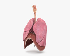 Female Respiratory System 3D model