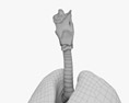 女性呼吸器系 3Dモデル