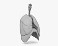 Sistema respiratorio femenino Modelo 3D