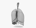 Female Respiratory System 3d model