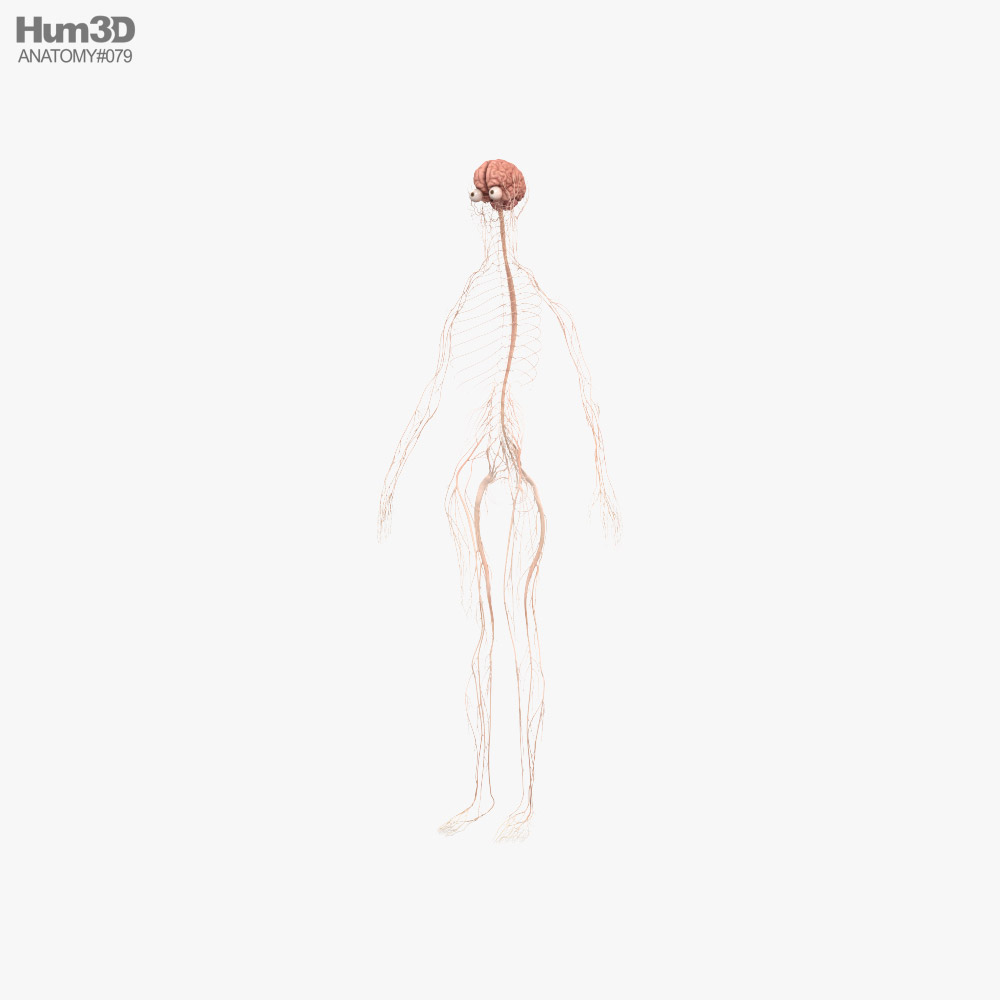 Sistema nervioso femenino Modelo 3D
