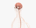 Female Nervous System 3d model