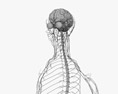 Sistema nervoso feminino Modelo 3d