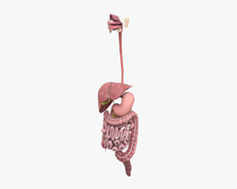 Sistema digestivo feminino Modelo 3d