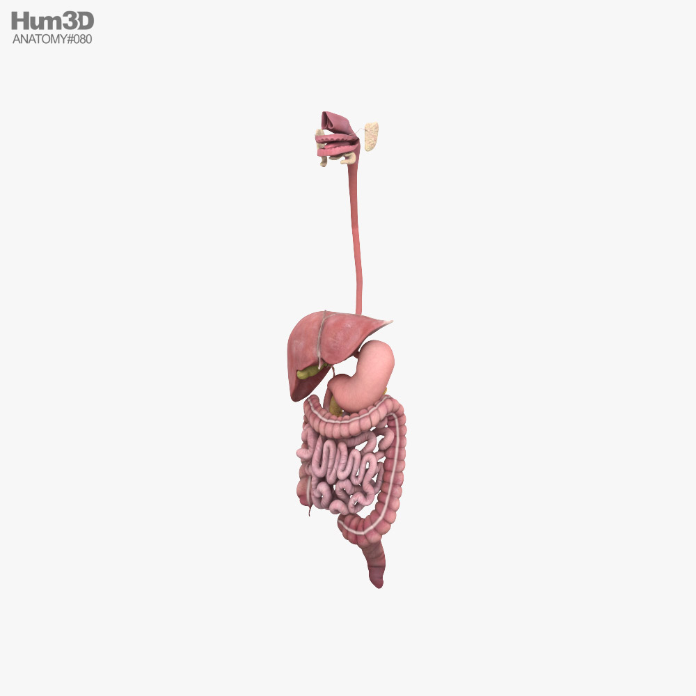 Système digestif féminin Modèle 3D