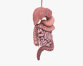Female Digestive System 3d model