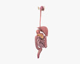 Sistema digestivo femenino Modelo 3D