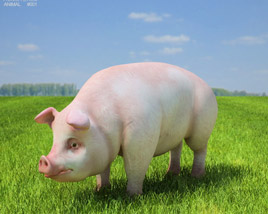 Pig Low Poly 3D 모델 