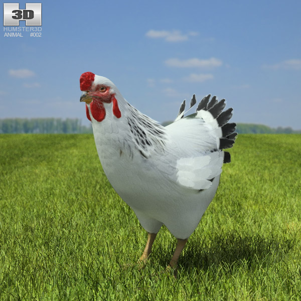Chicken (hen) Low Poly 3d model